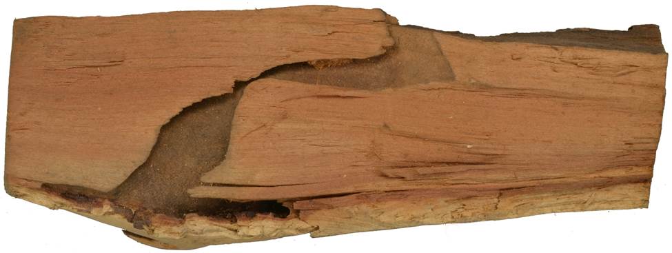 Pd CZ Salix caprea.JPG